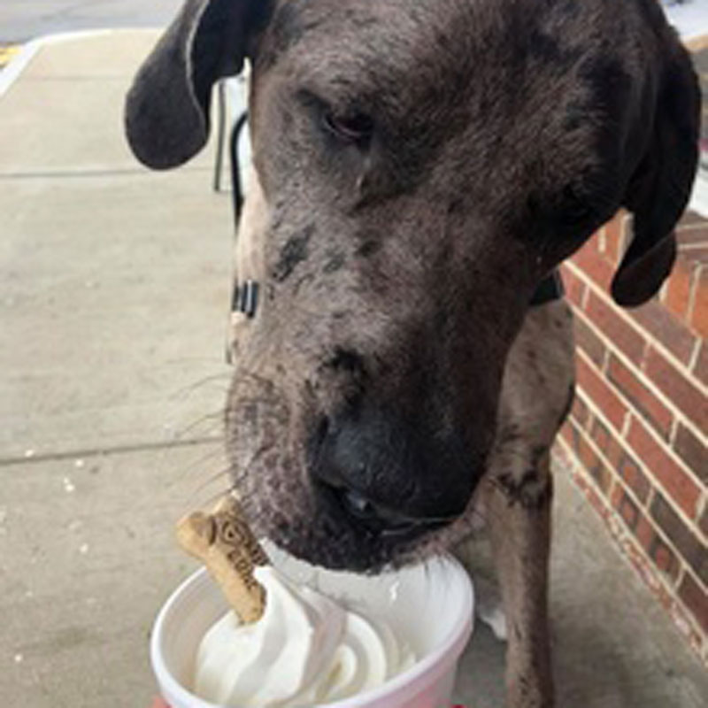 puppy licking ice cream